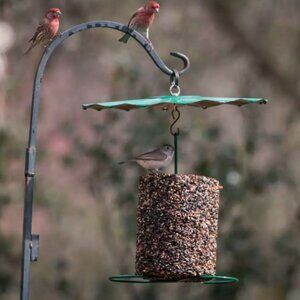 Mr. Bird 9.5" Powder‎ Coated Steel Rain Guard Bird Feeder Cover